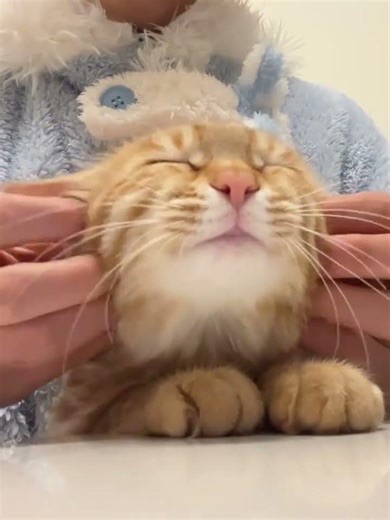 The Cutest Hajimi Cat: Why Cats Are Essential to the World