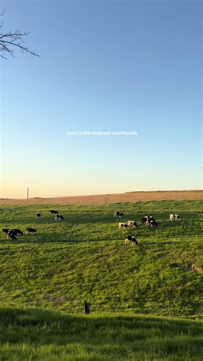Cows in the Midwest Countryside: Simple Rural Life