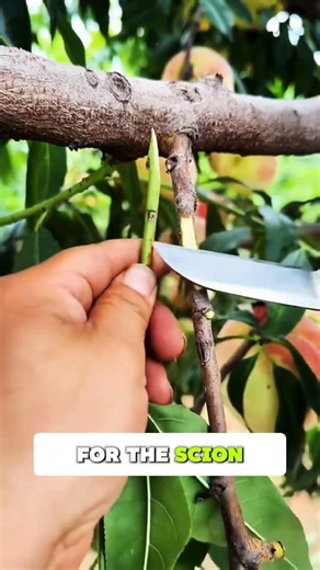 Easy Grafting Method | To Grow Strong Trees #Shorts