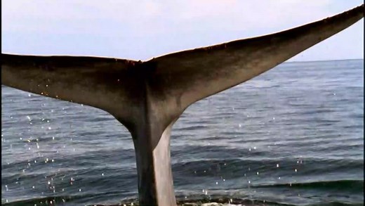 The Blue Planet: Seas of Life (2001 TV documentary series)