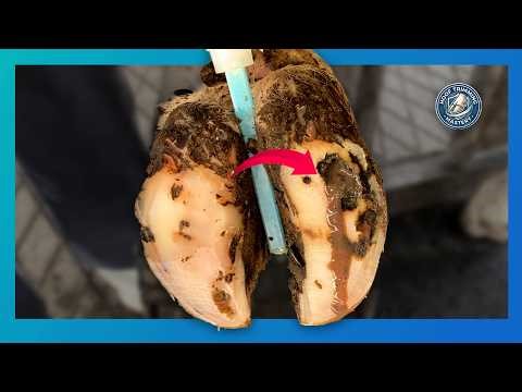 The Ultimate Cows Hoof Trimming Guidebook Every Farmer Should Know #hoofcare #animals #satisfying