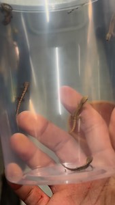 2.3K views · 281 reactions | It wasn’t easy catching these guys. These guys are so tiny and so fast! #gecko #mourninggeckos #mourninggecko #tinygecko #geckobreeding #geckobreeder | Gekko & Gecko | Facebook