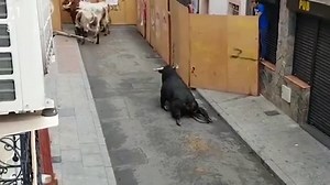 Bull breaks legs during a festival in Spain