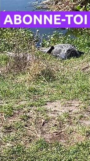 1 alligator , gator #alligator #gator