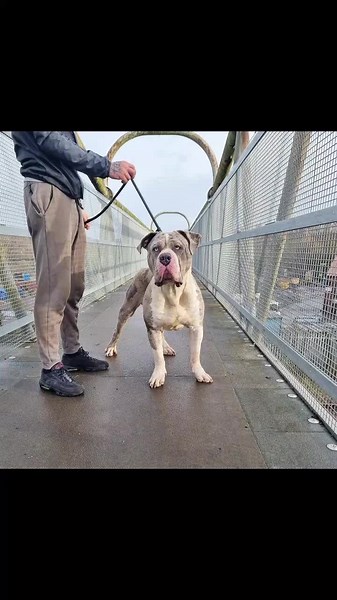 The Best Blue Merle XL Bully Showcase