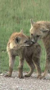 Hyena Laughter 🤭 Decoded in 2 Minutes!