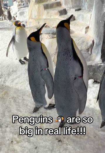 Amazing Facts About Large Penguins in Nature