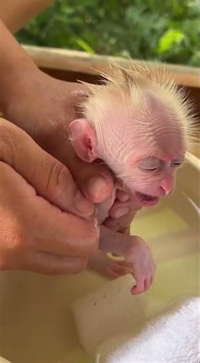 A tiny white newborn baby monkey is gently bathed in warm water so relaxing and healthy mp4 2