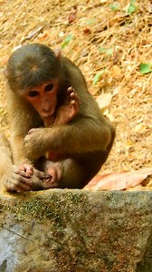 Cute monkey Ballu socking finger look so sad | Monkey Mean Mean