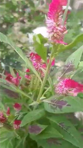 Nature’s Floral Beauty 🌸 | Peaceful Flower Scenery #naturephotography