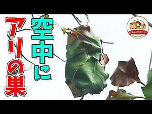 【たまげた】”天空の城”を作るアリ！ツムギアリの巣作りがスゴすぎた【どうぶつ奇想天外／WAKUWAKU】