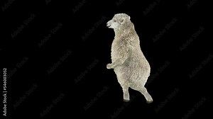 Sheep Dancing, Animal, 3d rendering, Animation Loop, cartoon, included in the end of the clip with Alpha matte.