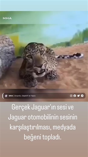 Jaguar vs Leopard: A Stunning Wildlife Comparison