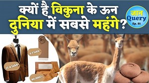 Vicuna Wool Facts: 80 हजार का मोजा और 6 लाख का स्कार्फ, जानें विकुना क्यों है सबसे VIP एनीमल