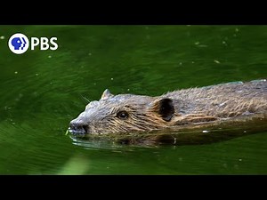Busy Beavers | Backyard Nature