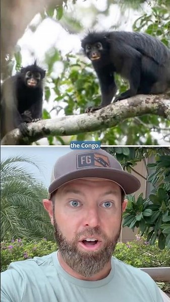 New Monkey Species Found in 2026!