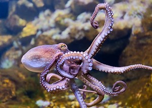 Rambunctious octopus throwing things underwater