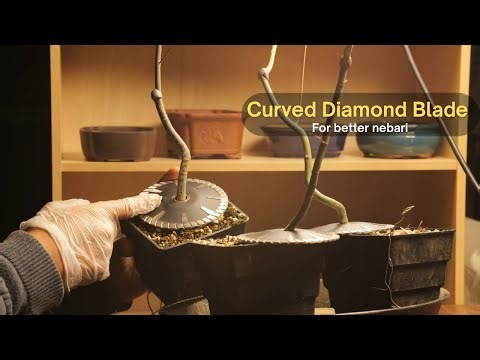 Japanese Maple | Creating Nebari with Blade cutter
