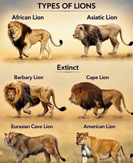 Majestic Lion Subspecies Through History