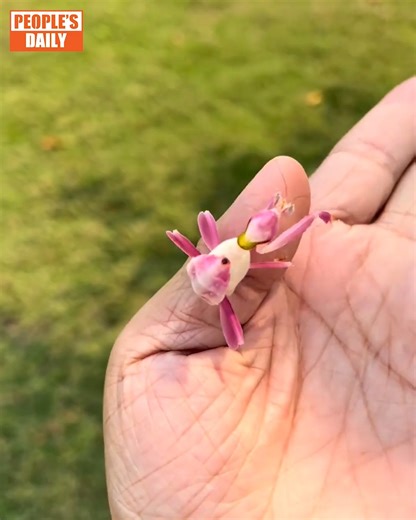 903K views · 15K reactions |  Walking flower mantis spotted in SW China A #flower? No, it's one of the most beautiful insects in the world. A man came across this #orchid mantis in Xishuangbanna, Southwest China's #Yunnan Province. | WE ARE CHINA | Facebook