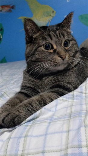 Understanding Your Cat: Tips for Pet Owners