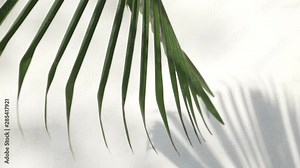 abstract background texture of shadows palm leaves on a concrete