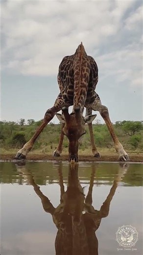 🤩 Incredible Giraffe Moments: Wild Nature Up Close