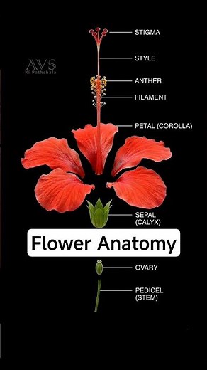 Flower Anatomy Explained in 30 Seconds 🌺 | Hibiscus Flower Parts | CBSE & NEET Biology