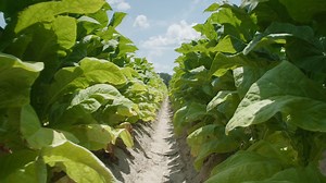 1.2M views · 5K shares | The US-China trade war is hurting American...