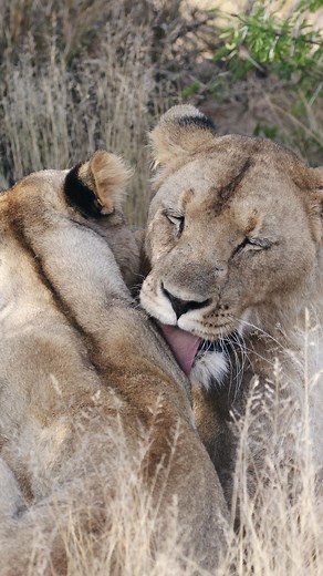 Have you ever been licked by a domestic cat? Those sandpaper tongues come in very handy for all cats, who are obligate carnivores and use them to help remove fur, skin and meat from a kill. Lions are the only social cat and also use their rough tongues to assist in strengthening bonds and removing ticks and other foreign objects that might be stuck in their pride mate’s coat. It was so lovely witnessing these two girls being so sweet with one another at @kwandwe_. This grooming session went on f