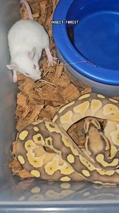 341K views · 2K reactions | Python Eating White Rat #python #mouse #insect #feeding #snake #rat #wildlife #insects | Insect Forest | Facebook