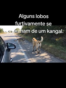 Alguns lobos supreendem um Kangal.#wolf #kangal #wolves #highway #dog | kangal