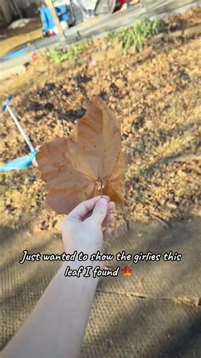 Discovering Unique Leaf Varieties for Nature Lovers