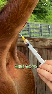 I’m testing my herd for BLV 🐄💔 #DairyFarming #FarmLife #OrganicFarming #SustainableFarming #FarmChallenges #ProtectOurHerd #BLVDisease #FarmingStruggles #CommunitySupport #TraditionalSkills | Anne of All Trades