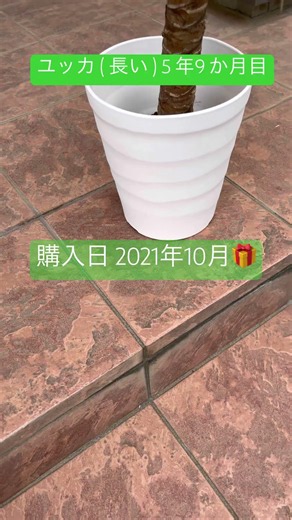 【 観葉植物 】 ユッカ ( 3本目 長いの ) 5年9か月目 です #植物のある暮らし#plants