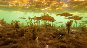 50K views · 393 reactions | Perch tend to hang around in shoals when younger and become more solitary as they grow | Jack Perks Wildlife Media | Facebook