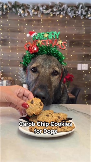 Carob Chip Cookies for Dogs 🐾🍪 Simple, dog-safe, and gone in seconds. 📌 Recipe card at the end — save this! #dogtreats #dogrecipes #homemadedogtreats #dogbaking #christmas2025 | Jade the Sable GSD