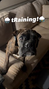 If it’s raining, we’re training! So many folks don’t take advantage of weather conditions, but he already has his bonnet on, so why not 😂😂😂 #dogtraining #raining #puppies | Atelier Boxers