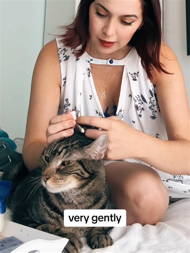 Whimsical Kitty's Glucose Testing Routine