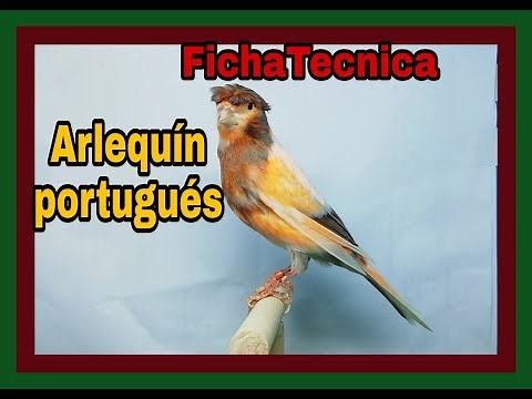 ficha técnica del canario arlequín portugués