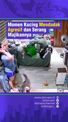 Momen #Kucing Mendadak Agresif dan Serang Majikannya
