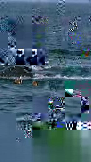 75K views · 353 reactions | Check out these mutant sharks on the Marshall Islands! 麗 | Discovery Channel UK | Facebook