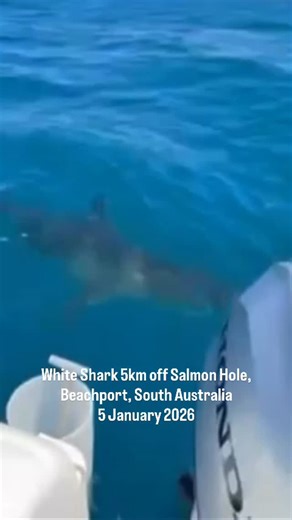 Shark Watch South Australia on Instagram: "Beachport was added to our list of reports on Monday when this juvenile White Shark came in for a close look at this Skate that was caught (and later released), a few kilometres out from Salmon Hole. Many thanks to Kerry for notifying Shark Watch SA by supplying this footage! Skates and Rays form a major part of the White Sharks diet, particularly juvenile sharks that will hunt in shallower nursery sites throughout their younger years. We wonder whether