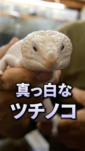 A pure white Tsuchinoko has arrived... #reptiles #lizards #pets