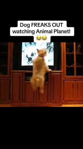 Dog freaks out and jumps at TV watching The Planet’s Funniest Animals on Animal Planet! #americasfunniesthomevideos #americasfunniestvideos #americasfunnestvideos #funniesthomevideos #afv #funniestpetsandpeople #theplanetsfunniestanimals #planetsfunniestanimals #worldsfunniestanimals #funnyanimal #funnyanimals #funny #funnydog #funnydogs #funnydogsontiktok #dogsoftiktok #terrier #terriersoftiktok #fyp #fy #foryou #foryoupage #lol #fun #😂