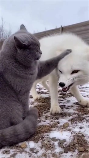 Funny Cat Tries to Pet a Grumpy Arctic Fox! 🐾🤣 #funnyanimals