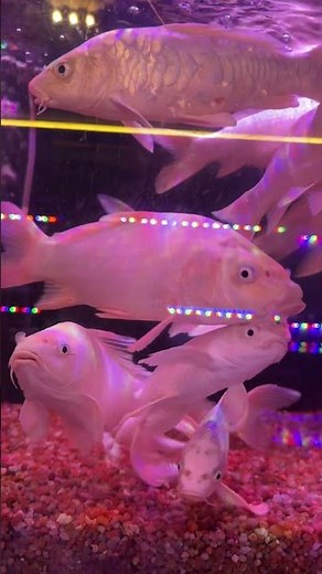 Stunning White Diamond Scale Koi 🐟 | Premium Koi Fish for Sale #shortsfeed