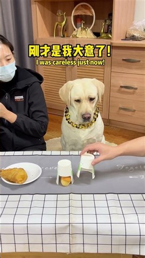 狗子：老登你居然会魔法！Doggo: Old man, you can do magic!#搞笑汪驾到#萌寵#寵物#搞笑#拉布拉多 #doglover #Labrador #labrado #dog