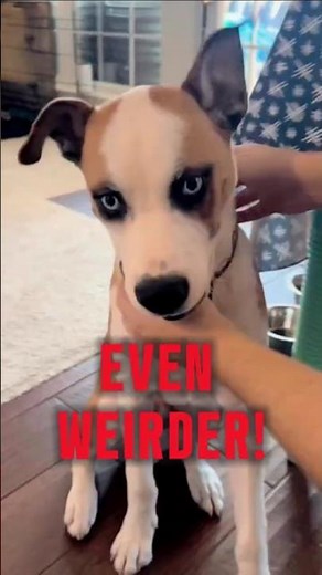 Top 5 WEIRDEST Dog Mix Breeds (Part 2) 🐶😱 #shorts