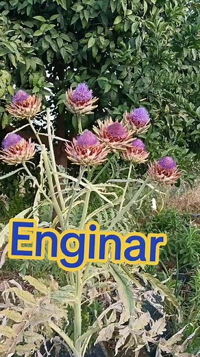 Discover the Beauty of Purple Thistle Flowers